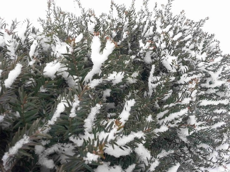 snow-on-trees-01