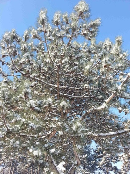 snow-on-trees-02