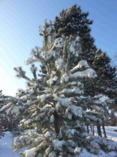 snow-on-trees-03