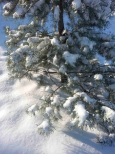 snow-on-trees-04