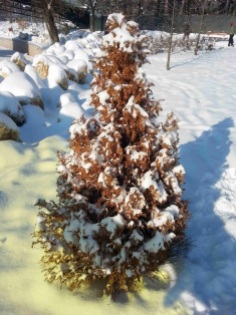snow-on-trees-05