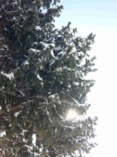 snow-on-trees-06