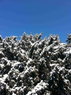 snow-on-trees-07
