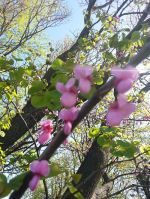 mopana-beautiful-pink0flowers