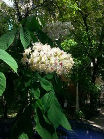mopana-candle-in-the-wind-chestnut-flower-01