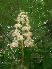 mopana-candle-in-the-wind-chestnut-flower-05