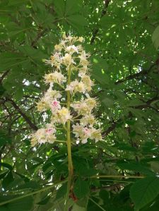 mopana-candle-in-the-wind-chestnut-flower-05