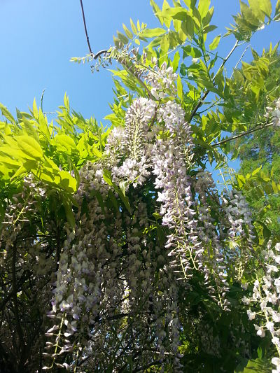 mopana-flowers-or-grapes-05