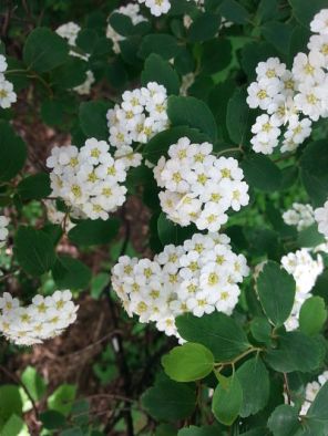 mopana-white-little-flowers-04