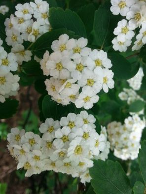 mopana-white-little-flowers-05
