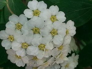mopana-white-little-flowers-06