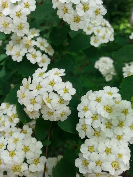 mopana-white-little-flowers-07