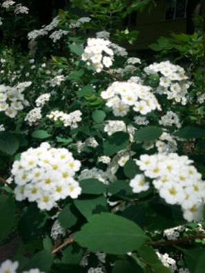 mopana-white-little-flowers-09