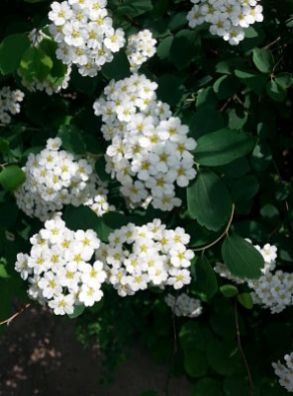 mopana-white-little-flowers-10