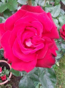 mopana-rose-in-full-bloom-01