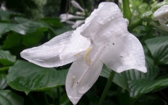 mopana-madonna-lily-after-the-rain-01