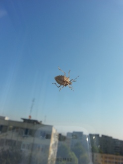 mopana-a-bug-on-my-window-01