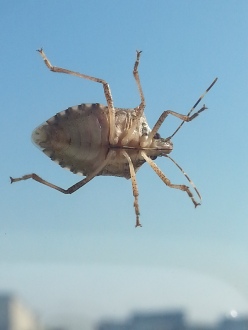 mopana-a-bug-on-my-window-02