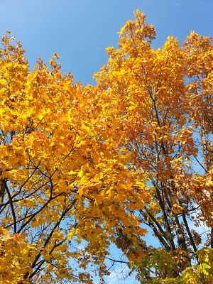 mopana-a-golden-autumn-01