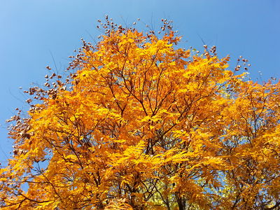 mopana-a-golden-autumn-04