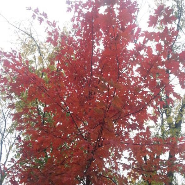 mopana-red-autumn-01