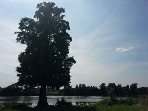 mopana-tree-nearby-the-lake