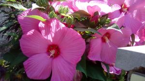 mopana-huge-pink-flower-05